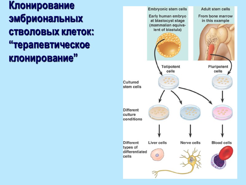 Клонирование эмбриональных стволовых клеток: “терапевтическое клонирование”